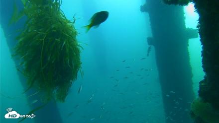 Scripps Pier Underwater Live Webcam - Oct 5, 2026, 7:41am PDT