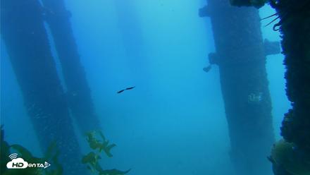 Scripps Pier Underwater Live Webcam - Oct 7, 2026, 2:05pm PDT