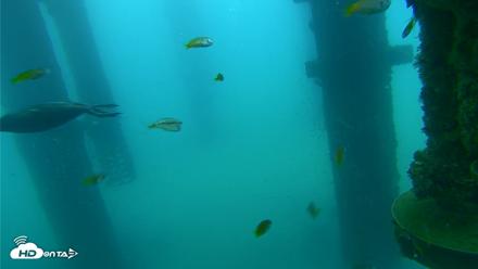 Scripps Pier Underwater Live Webcam - Aug 27, 2026, 7:42am PDT