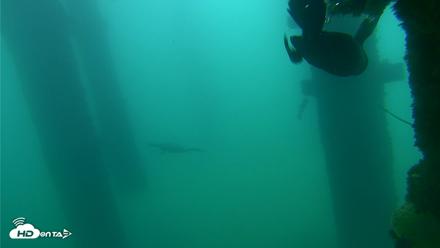 Scripps Pier Underwater Live Webcam - Sep 18, 2026, 7:56am PDT