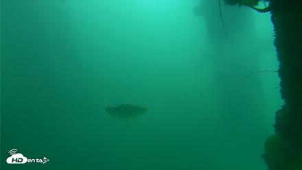Scripps Pier Underwater Live Webcam - Oct 11, 2026, 11:24am PDT
