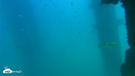 Scripps Pier Underwater Live Webcam - Sep 15, 2026, 4:01pm PDT
