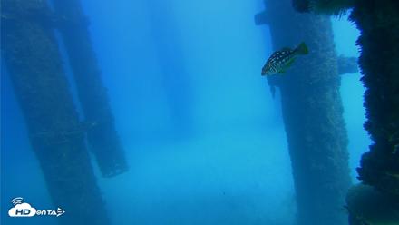 Scripps Pier Underwater Live Webcam - Oct 20, 2026, 1:52pm PDT