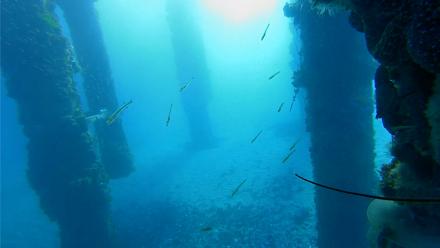 Scripps Pier Underwater Live Webcam - Jan 27, 2026, 7:46am PST
