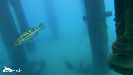 Scripps Pier Underwater Live Webcam - Jul 30, 2026, 7:33am PDT