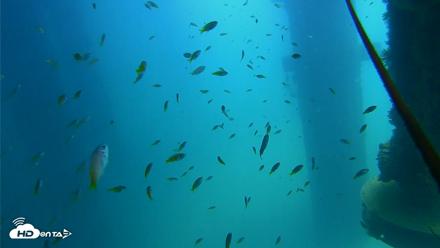Scripps Pier Underwater Live Webcam - Aug 21, 2026, 12:43pm PDT