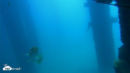 Scripps Pier Underwater Live Webcam - Sep 19, 2026, 11:56am PDT