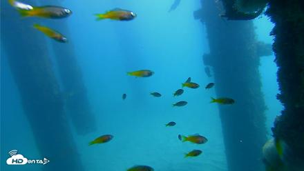 Scripps Pier Underwater Live Webcam - Oct 21, 2026, 12:15pm PDT