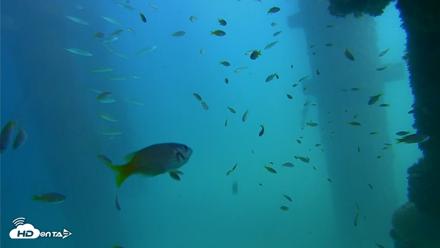 Scripps Pier Underwater Live Webcam - Sep 18, 2026, 2:18pm PDT