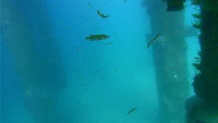 Scripps Pier Underwater Live Webcam - Apr 8, 2026, 3:38pm PDT