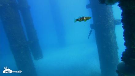 Scripps Pier Underwater Live Webcam - Oct 20, 2026, 1:45pm PDT