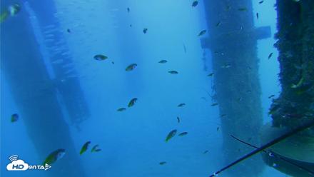 Scripps Pier Underwater Live Webcam - Aug 6, 2026, 5:01pm PDT