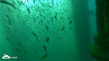 Scripps Pier Underwater Live Webcam - Aug 28, 2026, 7:36am PDT