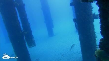 Scripps Pier Underwater Live Webcam - Oct 7, 2026, 12:24pm PDT