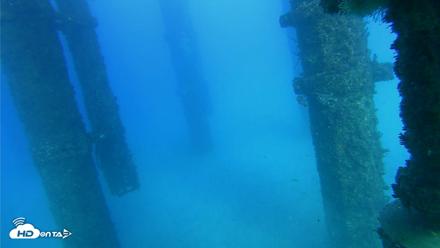 Scripps Pier Underwater Live Webcam - Oct 19, 2026, 4:43pm PDT