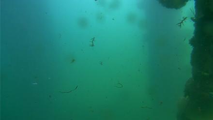 Scripps Pier Underwater Live Webcam - Oct 7, 2025, 2:00pm PDT