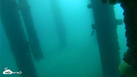 Scripps Pier Underwater Live Webcam - Oct 22, 2026, 9:34am PDT