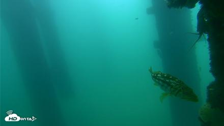 Scripps Pier Underwater Live Webcam - Sep 18, 2026, 10:45am PDT