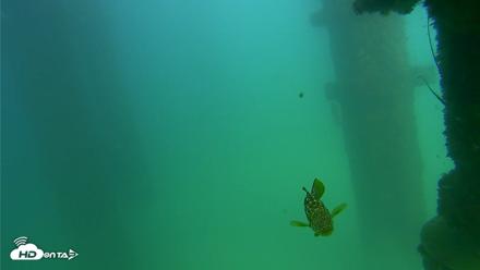 Scripps Pier Underwater Live Webcam - Sep 18, 2026, 3:15pm PDT