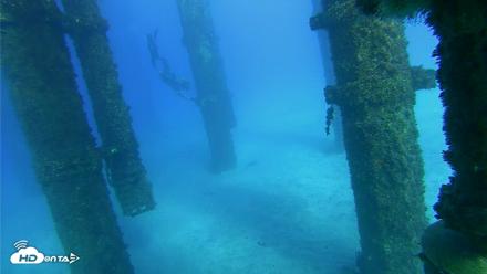Scripps Pier Underwater Live Webcam - Oct 18, 2026, 4:17pm PDT
