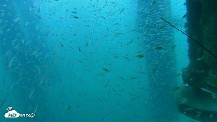 Scripps Pier Underwater Live Webcam - Aug 10, 2026, 9:59am PDT