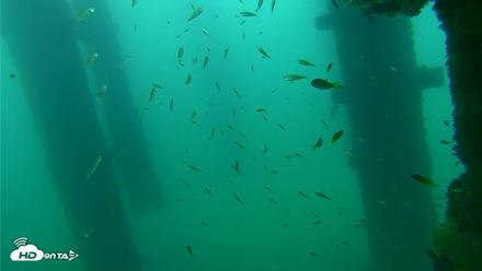 Scripps Pier Underwater Live Webcam - Sep 17, 2026, 9:13am PDT