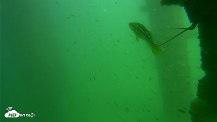 Scripps Pier Underwater Live Webcam - Sep 18, 2026, 2:44pm PDT