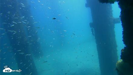 Scripps Pier Underwater Live Webcam - Oct 5, 2026, 12:29pm PDT