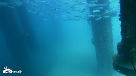 Scripps Pier Underwater Live Webcam - Aug 6, 2026, 1:49pm PDT
