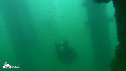 Scripps Pier Underwater Live Webcam - Sep 24, 2026, 8:52am PDT