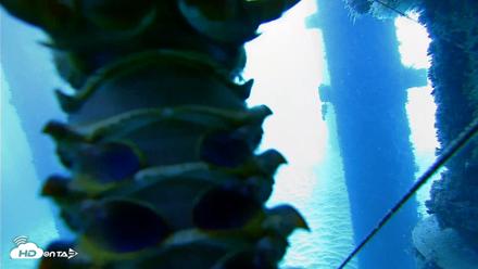 Scripps Pier Underwater Live Webcam - Oct 19, 2026, 8:17am PDT