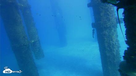 Scripps Pier Underwater Live Webcam - Oct 16, 2026, 3:12pm PDT