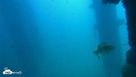Scripps Pier Underwater Live Webcam - Sep 15, 2026, 12:01pm PDT