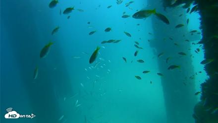 Scripps Pier Underwater Live Webcam - Sep 17, 2026, 2:48pm PDT