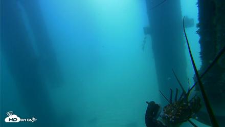 Scripps Pier Underwater Live Webcam - Aug 6, 2026, 10:50am PDT