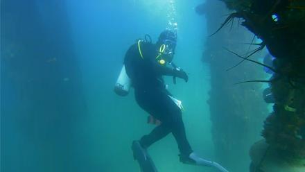 Scripps Pier Underwater Live Webcam - Sep 10, 2025, 3:31pm PDT