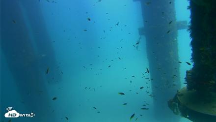 Scripps Pier Underwater Live Webcam - Aug 24, 2026, 1:44pm PDT