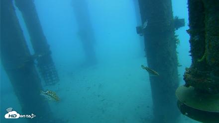 Scripps Pier Underwater Live Webcam - Jul 30, 2026, 7:36am PDT