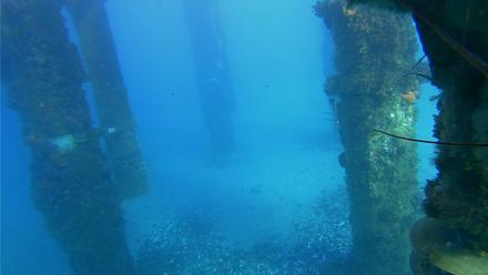 Scripps Pier Underwater Live Webcam - Jan 18, 2026, 3:55pm PST