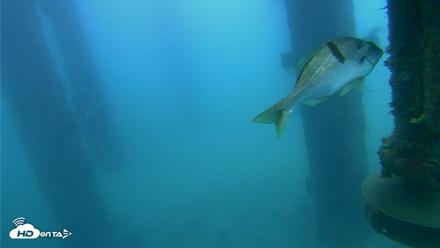 Scripps Pier Underwater Live Webcam - Aug 4, 2026, 8:55am PDT
