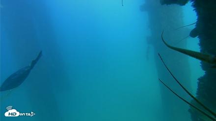 Scripps Pier Underwater Live Webcam - Sep 21, 2026, 4:12pm PDT
