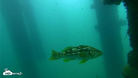 Scripps Pier Underwater Live Webcam - Sep 18, 2026, 10:45am PDT