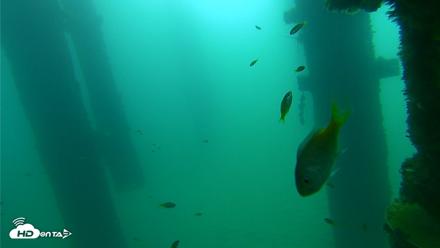 Scripps Pier Underwater Live Webcam - Sep 21, 2026, 9:03am PDT