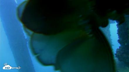 Scripps Pier Underwater Live Webcam - Oct 19, 2026, 5:30pm PDT