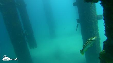 Scripps Pier Underwater Live Webcam - Sep 24, 2026, 1:30pm PDT