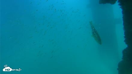 Scripps Pier Underwater Live Webcam - Sep 15, 2026, 4:04pm PDT
