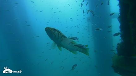 Scripps Pier Underwater Live Webcam - Aug 27, 2026, 10:35am PDT