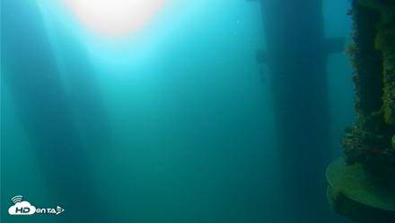 Scripps Pier Underwater Live Webcam - Aug 17, 2026, 7:23am PDT