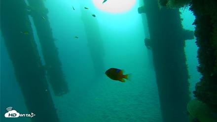Scripps Pier Underwater Live Webcam - Oct 20, 2026, 7:51am PDT