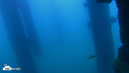 Scripps Pier Underwater Live Webcam - Sep 20, 2026, 6:02pm PDT